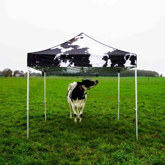 barnum imprimé Peau de Vache en situation barnum imprimé Peau de Vache en situation